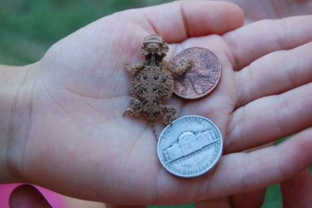 Baby Horned Toad Diet